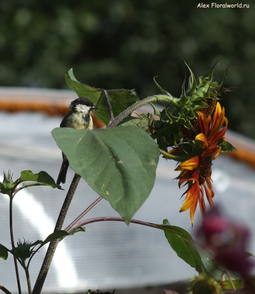 Parus major
Ключевые слова: Parus major