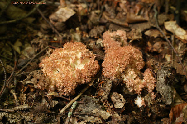 Ramaria botrytis
Ключевые слова: Ramaria botrytis