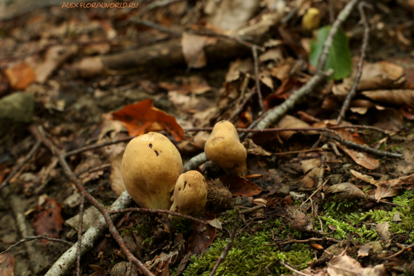 Clavariadelphus
Ключевые слова: Clavariadelphus