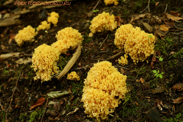 Ramaria decurrens
Ключевые слова: Ramaria decurrens