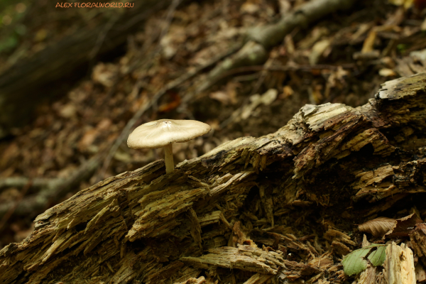 Pluteus
Ключевые слова: Pluteus