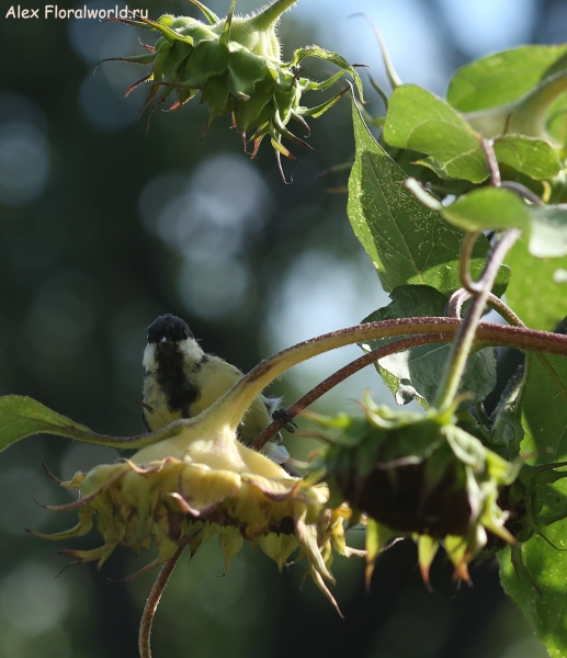 Parus major
Ключевые слова: Parus major
