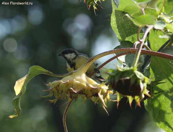 Parus major
Ключевые слова: Parus major