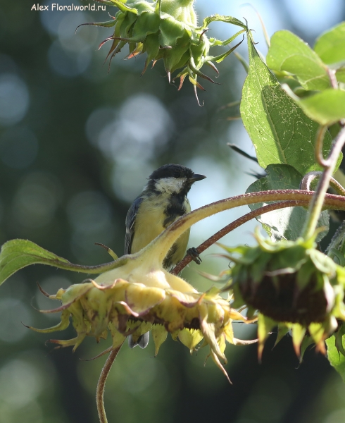 Parus major
Ключевые слова: Parus major
