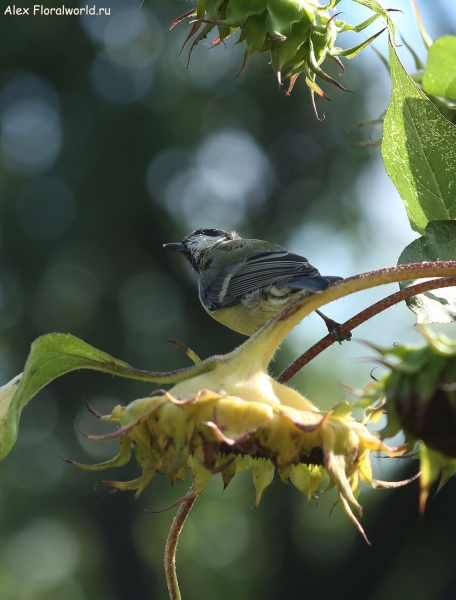 Parus major
Ключевые слова: Parus major