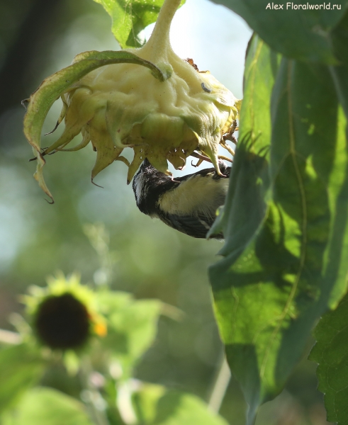 Parus major
Ключевые слова: Parus major
