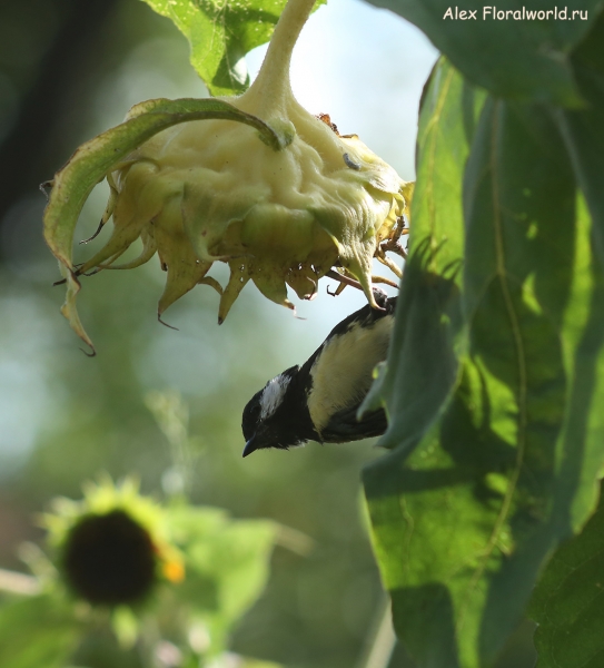 Parus major
Ключевые слова: Parus major