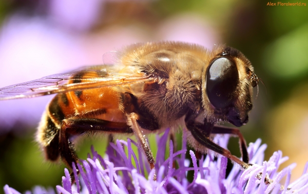 Пчеловидка
Ключевые слова: пчеловидка