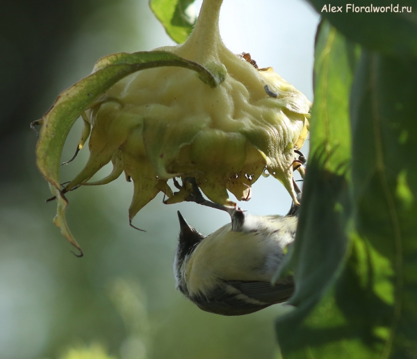 Parus major
Ключевые слова: Parus major