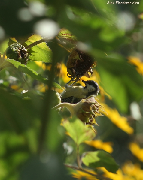Parus major
Ключевые слова: Parus major