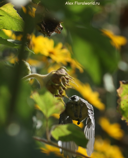 Parus major
Ключевые слова: Parus major