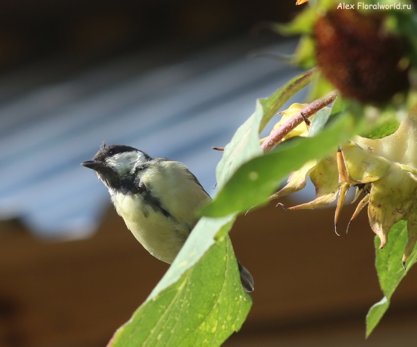 Parus major
Ключевые слова: Parus major