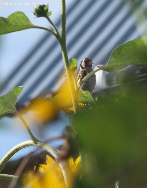 Carduelis carduelis
Ключевые слова: Carduelis carduelis