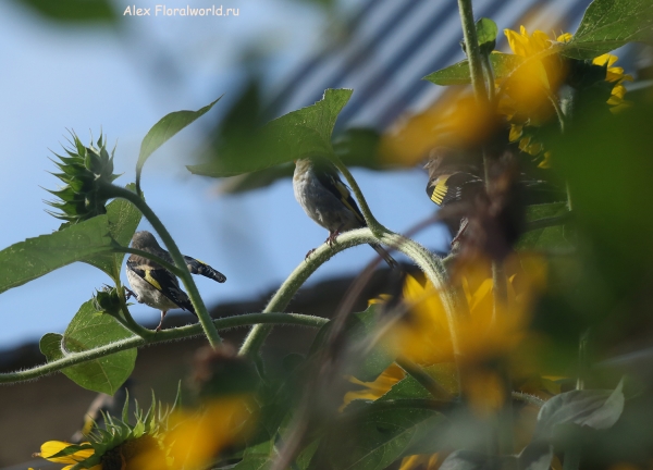 Carduelis carduelis
Ключевые слова: Carduelis carduelis