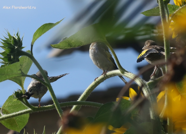 Carduelis carduelis
Ключевые слова: Carduelis carduelis