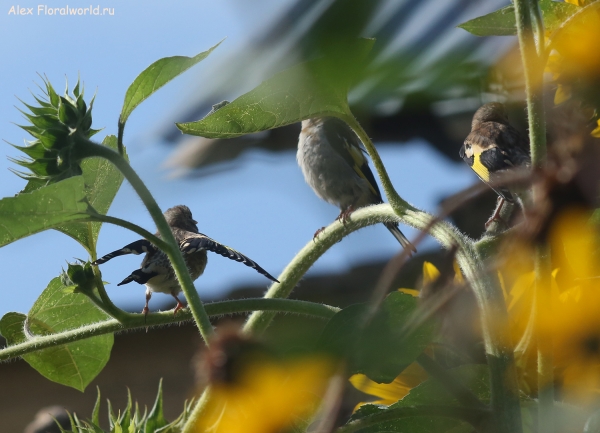 Carduelis carduelis
Ключевые слова: Carduelis carduelis