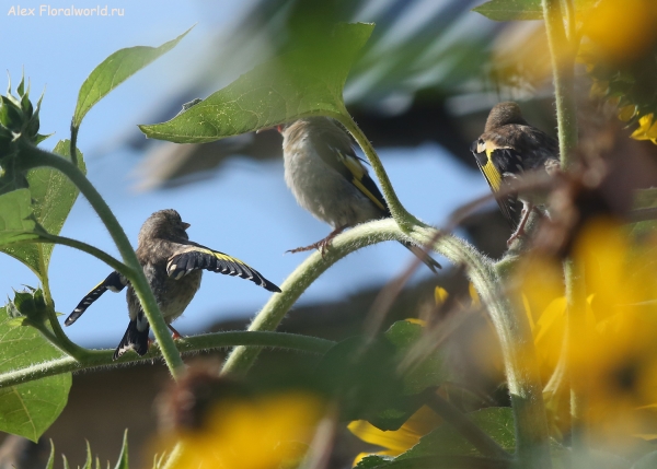 Carduelis carduelis
Ключевые слова: Carduelis carduelis