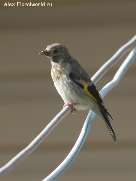 Carduelis carduelis
Ключевые слова: Carduelis carduelis