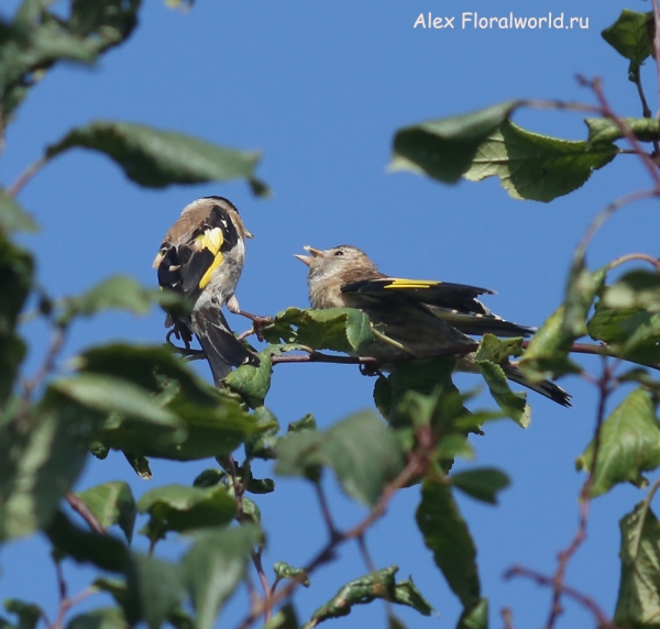 Carduelis carduelis
Ключевые слова: Carduelis carduelis