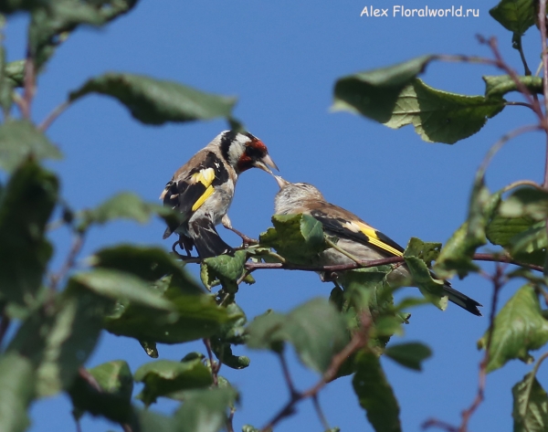 Carduelis carduelis
Ключевые слова: Carduelis carduelis