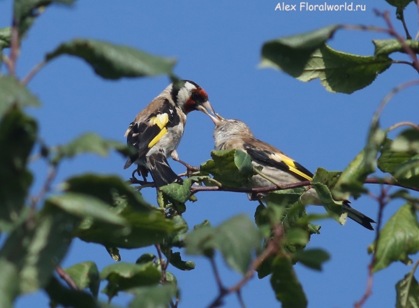 Carduelis carduelis
Ключевые слова: Carduelis carduelis