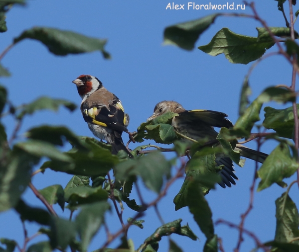 Carduelis carduelis
Ключевые слова: Carduelis carduelis