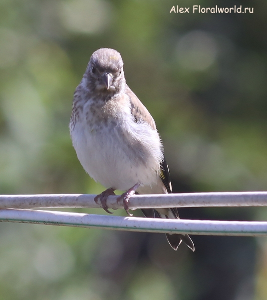 Carduelis carduelis
Ключевые слова: Carduelis carduelis