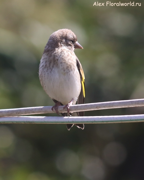 Carduelis carduelis
Ключевые слова: Carduelis carduelis