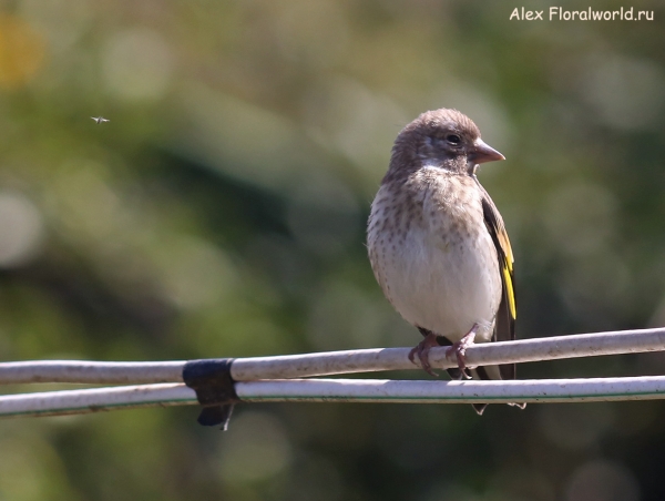 Carduelis carduelis
Ключевые слова: Carduelis carduelis