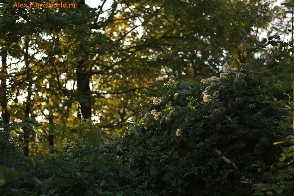 Ломонос
Ключевые слова: ломонос