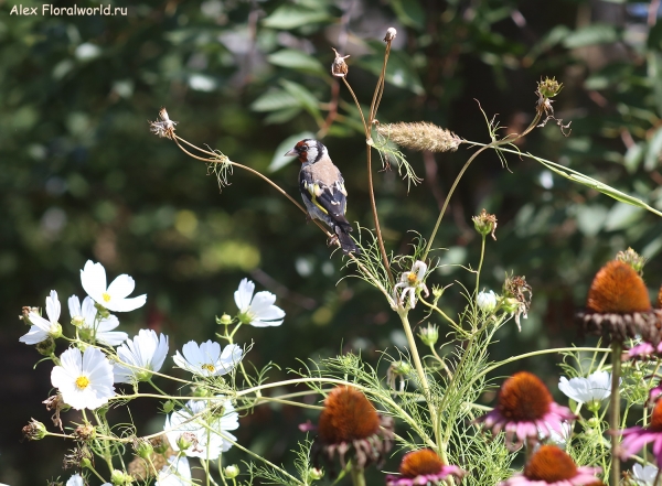 Carduelis carduelis
Ключевые слова: Carduelis carduelis