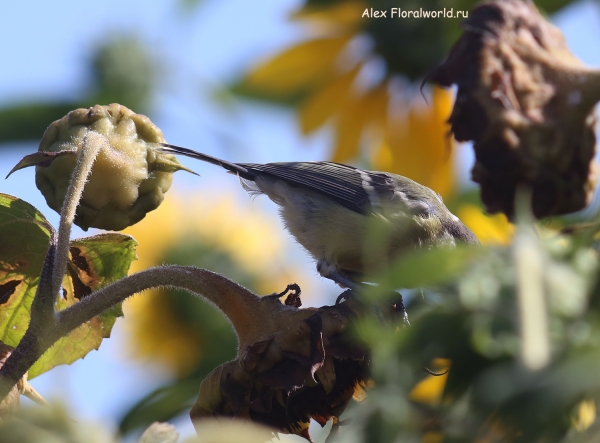 Parus major
Ключевые слова: Parus major