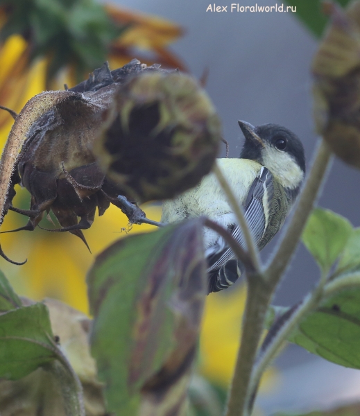 Parus major
Ключевые слова: Parus major