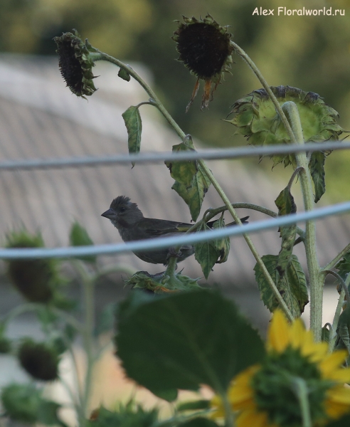 Carduelis chloris
Ключевые слова: Carduelis chloris