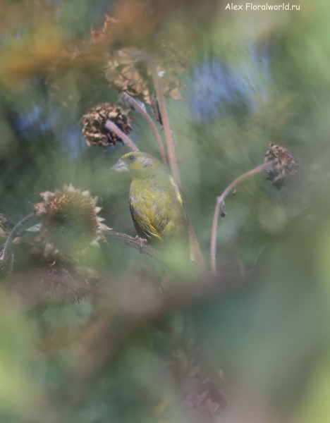 Carduelis chloris
Ключевые слова: Carduelis chloris