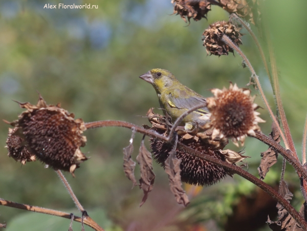 Carduelis chloris
Ключевые слова: Carduelis chloris