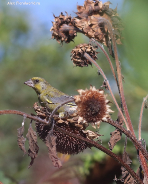Carduelis chloris
Ключевые слова: Carduelis chloris