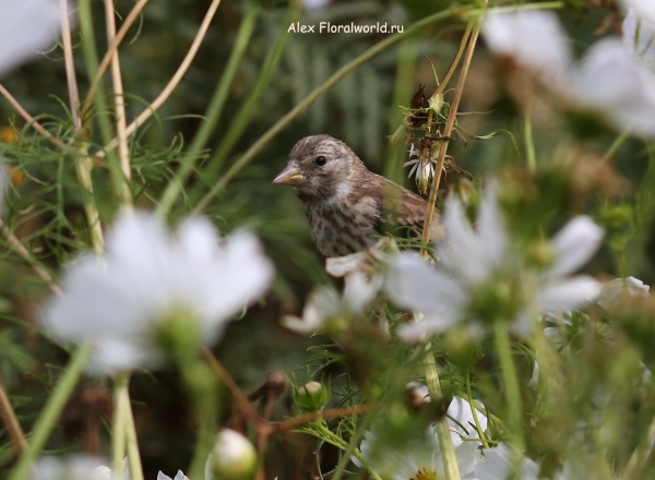 Carduelis carduelis
Ключевые слова: Carduelis carduelis