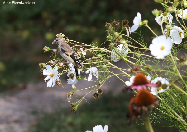 Carduelis carduelis
Ключевые слова: Carduelis carduelis