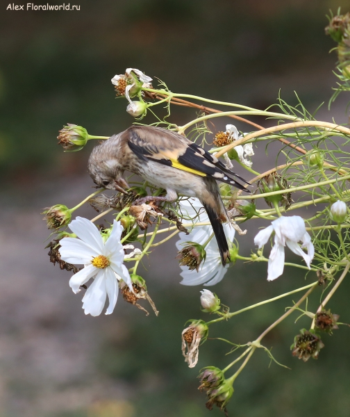 Carduelis carduelis
Ключевые слова: Carduelis carduelis