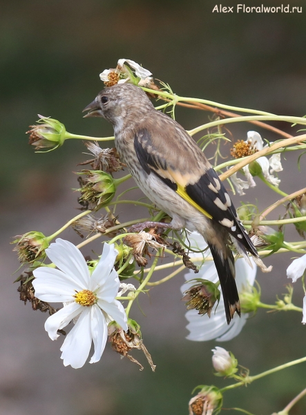 Carduelis carduelis
Ключевые слова: Carduelis carduelis