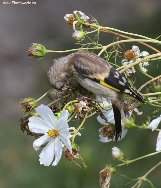 Carduelis carduelis
Ключевые слова: Carduelis carduelis
