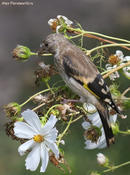Carduelis carduelis
Ключевые слова: Carduelis carduelis