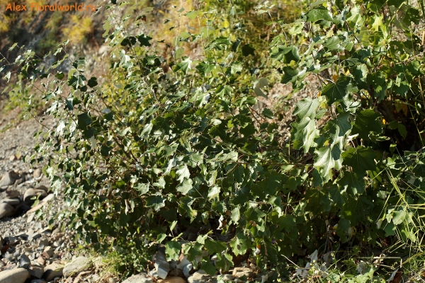 Populus alba
Ключевые слова: populus alba