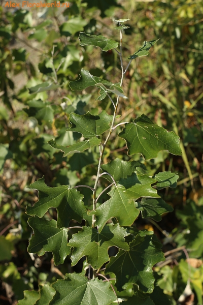 Populus alba
Ключевые слова: populus alba