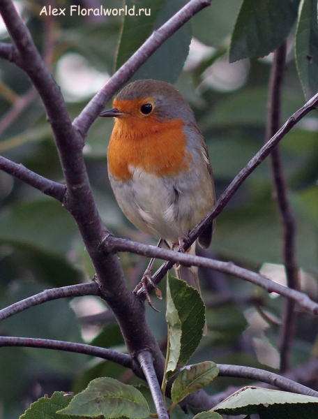 Erithacus rubecula
Ключевые слова: Erithacus rubecula