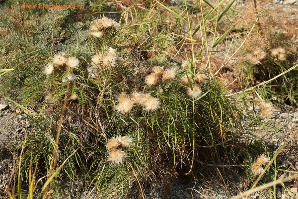 Lamyra echinocephala
Ключевые слова: Lamyra echinocephala