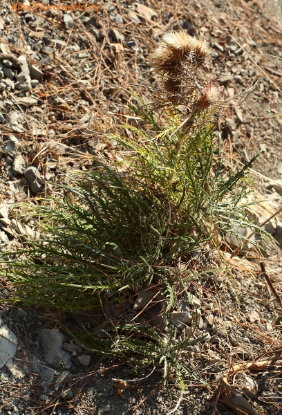 Lamyra echinocephala
Ключевые слова: Lamyra echinocephala