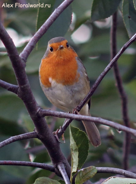 Erithacus rubecula
Ключевые слова: Erithacus rubecula