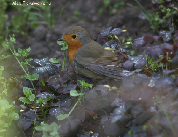 Erithacus rubecula
Ключевые слова: Erithacus rubecula